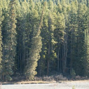 Pine Mirror Forest Trek With Sienna